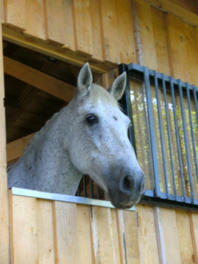 Ferienwohnung Auf Dem Erlebnisreiterhof Kreipl Grattersdorf Luaran gambar