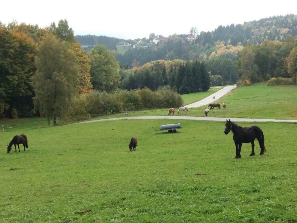 Ferienwohnung Auf Dem Erlebnisreiterhof Kreipl Grattersdorf Luaran gambar